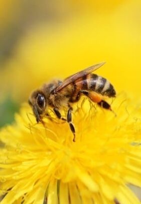 Bees in the treatment of varicose veins of the lower extremities