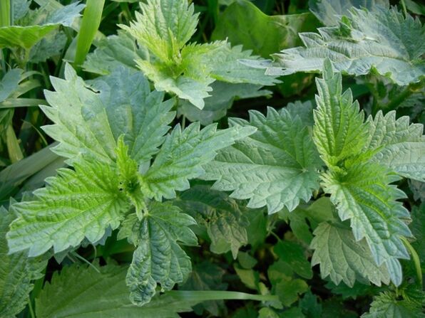 Nettle for preparing a medicinal decoction for varicose veins